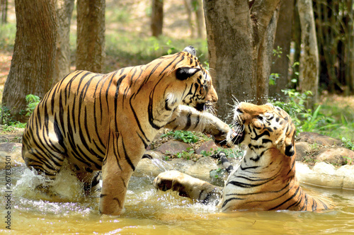 Royal bengal tigers fighting in water