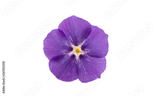 flower phlox isolated