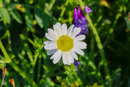 Chamomile flowers in spring in the morning dew.