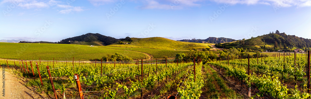 Panorama of Vineyard in Spring
