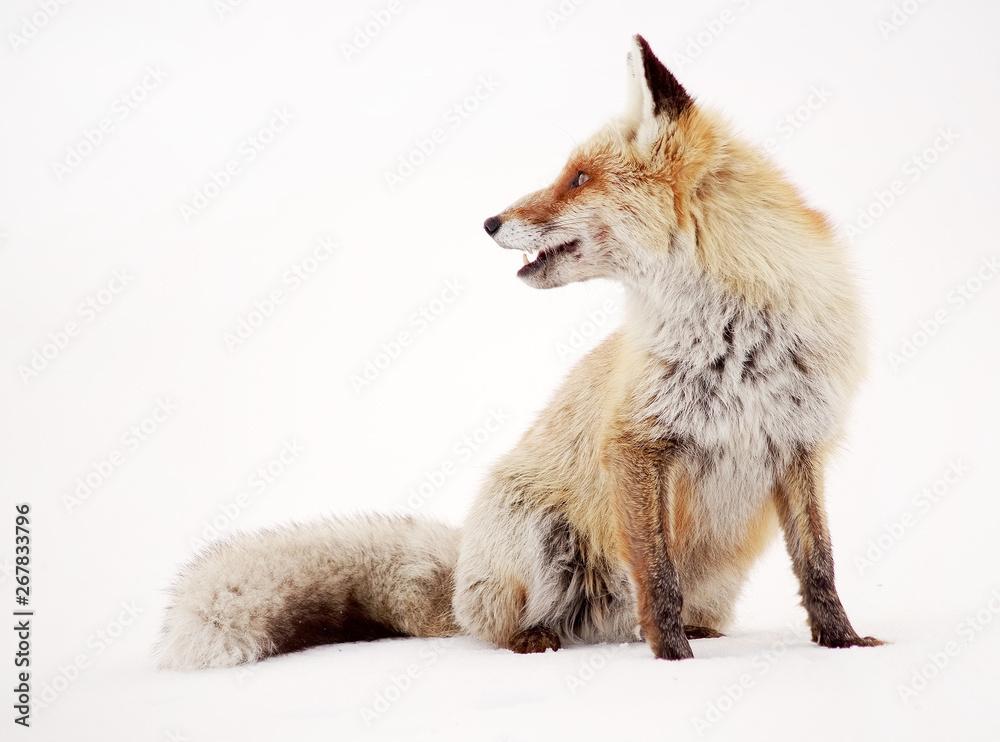 Naklejka premium Image of a wild fox in winter natural habitat