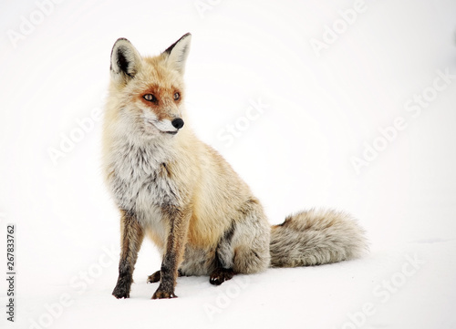 Wild fox in natural winter habitat © Rechitan Sorin