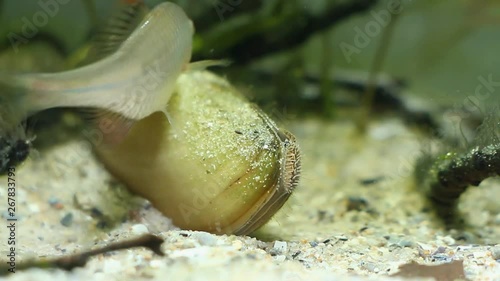 Rhodeus amarus, European bitterling, wide-spread wild small freshwater fish spawning at Unio pictorum bivalve mollusk in typical coldwater river biotope aquarium, underwater footage photo