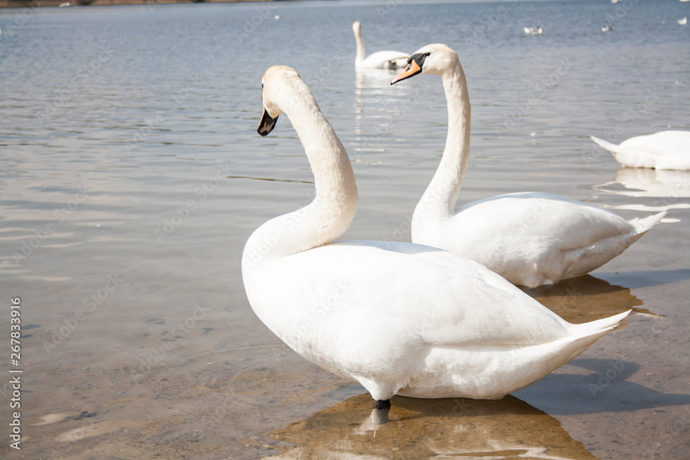 Swans on a pond swimming near the shore Swans on a pond swimming near the shore