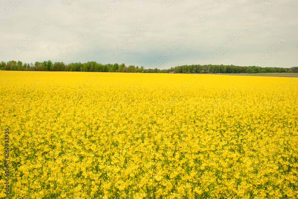 Yellow field rapeseed in bloom Yellow field rapeseed in bloom