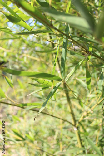 Piante di bambu dalla cina 