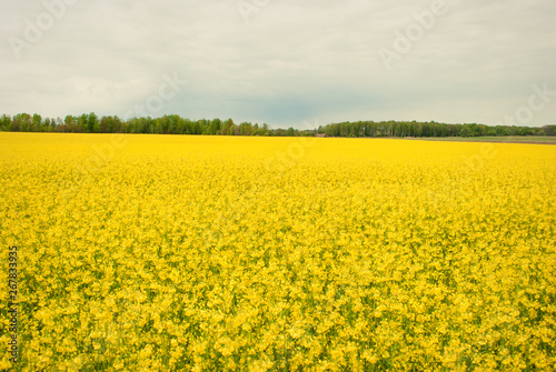 Yellow field rapeseed in bloom © writerfantast