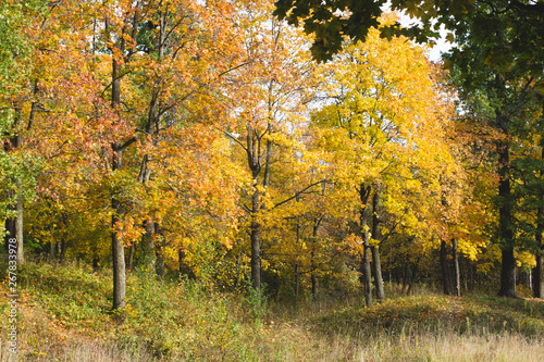 Yellowed trees in the autumn forest. autumn forest scene