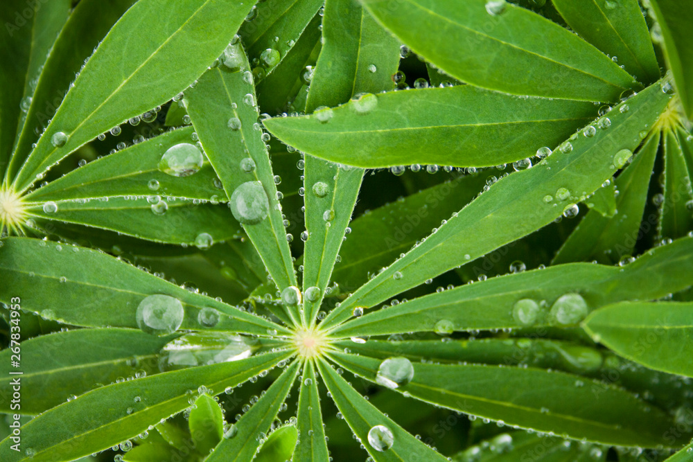 Lupinus in the morning dew Lupinus in the morning dew