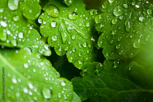 greens in the morning dew