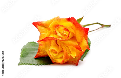 Yellow red rose with twig and leaves isolated on white background