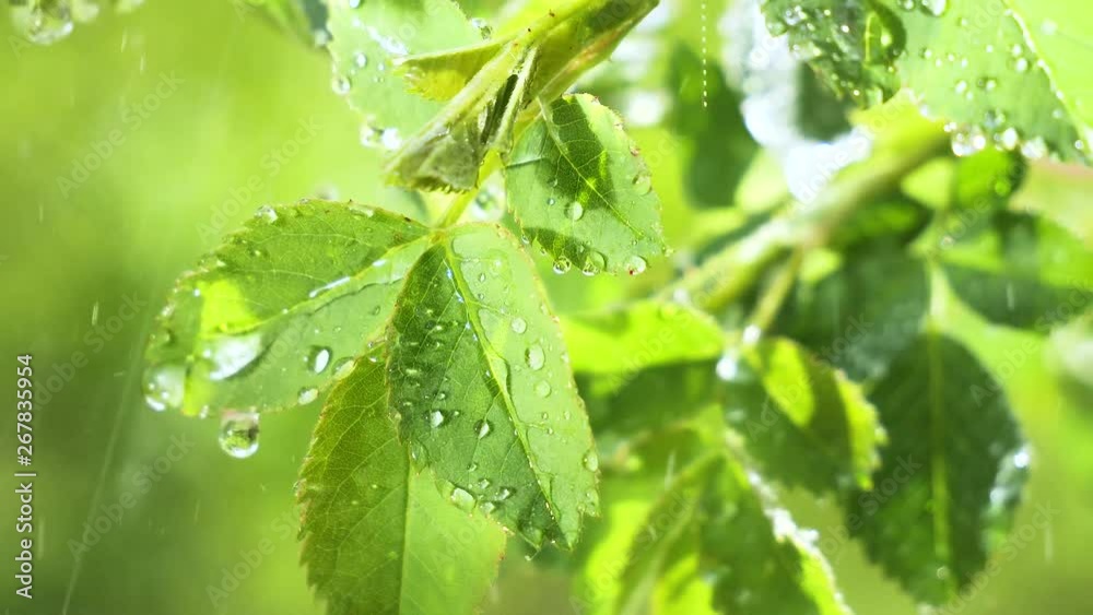Green leaf with raindrops in the summer in nature develops in the wind Green leaf with raindrops in the summer in nature develops in the wind