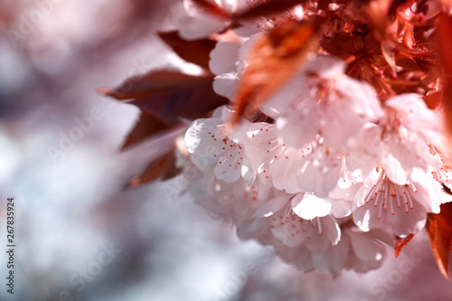 Closeup beautiful cherry blossom or Sakura flower on nature background.