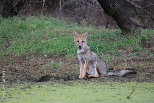Bilde på lerret animal, zorra, fauna, canis lupus, mamífero, inhospitalario, naturaleza, coyote,