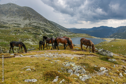 Wild horses in the mountains. Herd of horses near the lake in the mountains. © alpinetrail