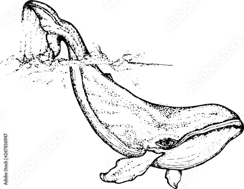 Black white illustration of a whale raising tail in the sea waves. An idea for a tattoo.