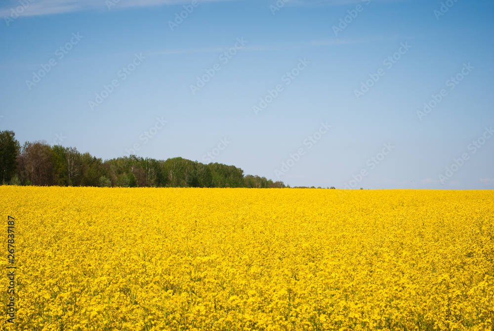 Obraz premium Yellow field rapeseed in bloom
