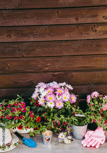 Lot of different pink blossom flowers in pots and different gardening tools on wood table, with brown wooden board background. Summertime in garden concept.