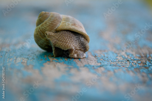 Grape snail on an old, blue wooden board. photo