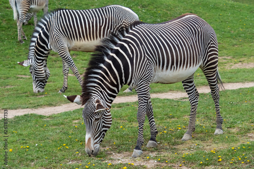 Herd of The Grevy's zebra (Equus grevyi) grazing on green grass Herd of The Grevy's zebra (Equus grevyi) grazing on green grass
