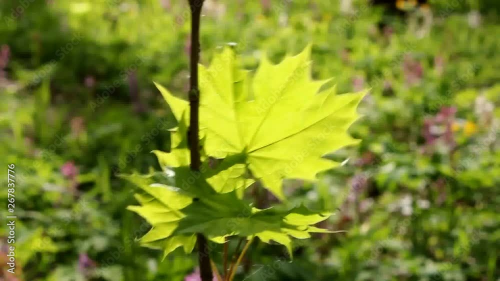 Freshness captured in a maple leaf The young leaves of the maple fluctuate under the action of the wind. Freshness captured in a maple leaf The young leaves of the maple fluctuate under the action of the wind.