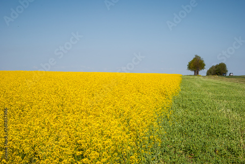 Yellow field rapeseed in bloom