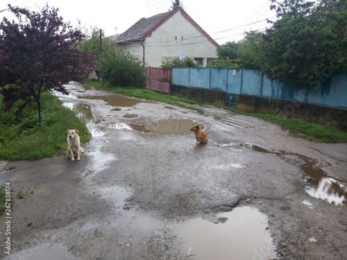 dogs on asphalt village road with huge puddles