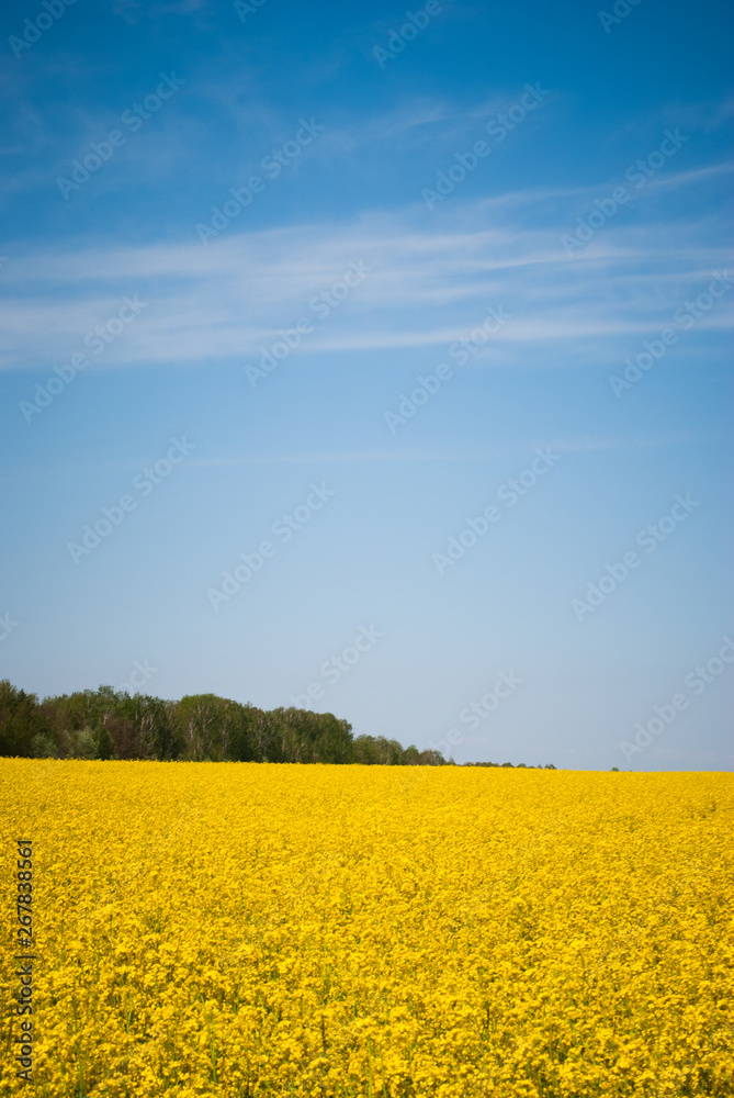Obraz premium Yellow field rapeseed in bloom