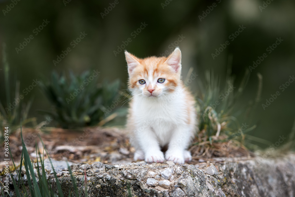 adorable red and white kitten posing outdoors in summer