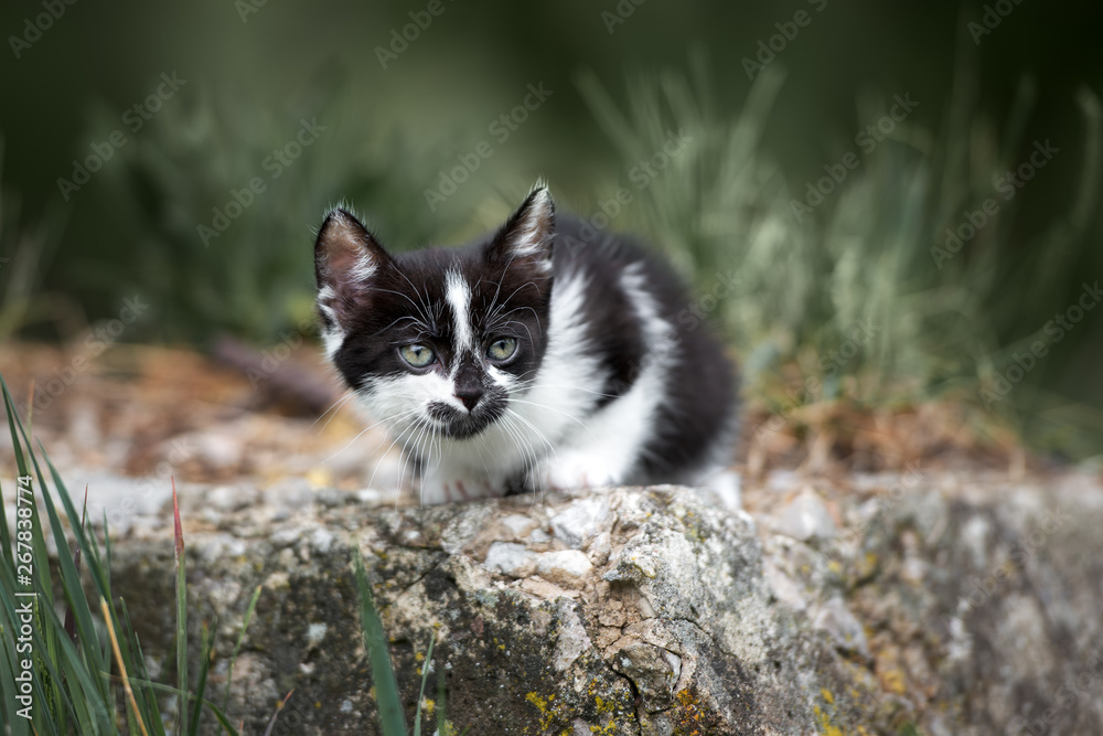 adorable black and white kitten outdoors