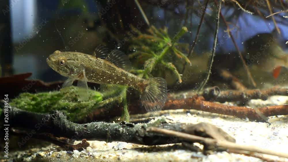 Perccottus glenii, Chinese sleeper, freshwater predator swims on tank bottom in biotope aquarium, nature video Perccottus glenii, Chinese sleeper, freshwater predator swims on tank bottom in biotope aquarium, nature video