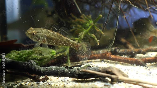 Perccottus glenii, Chinese sleeper, freshwater predator swims on tank bottom in biotope aquarium, nature video photo