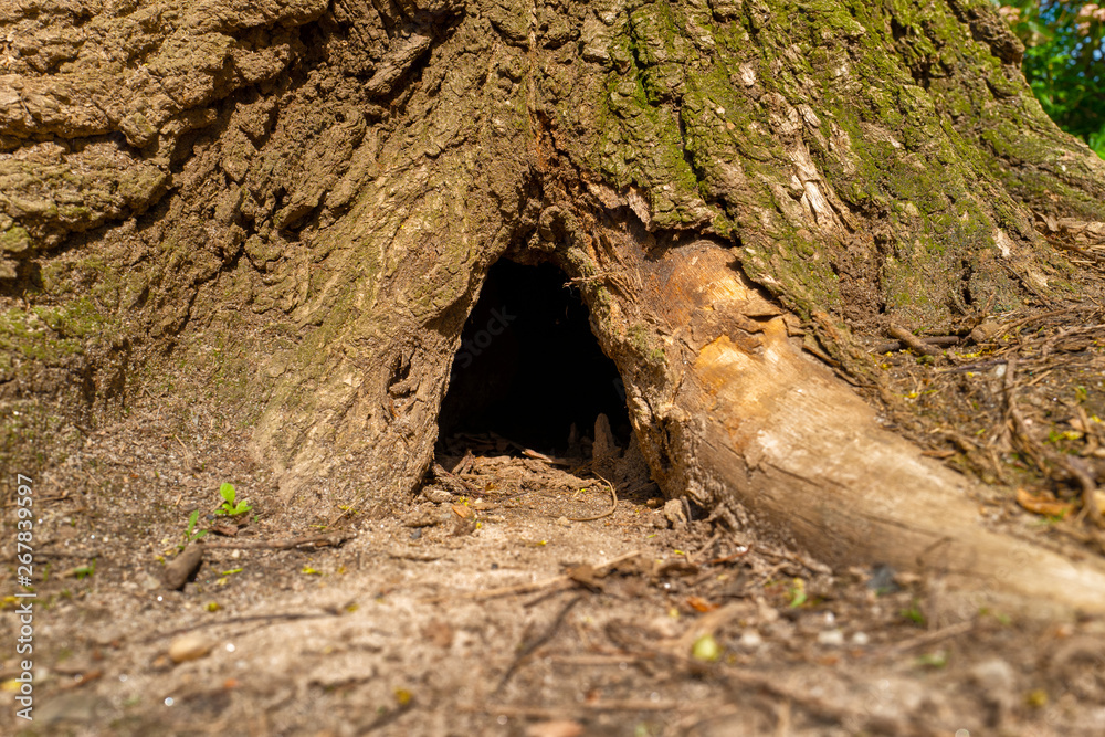 A hole at the base of a tree