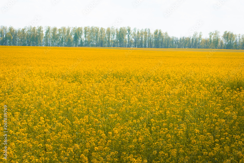 Fototapeta premium Yellow field rapeseed in bloom