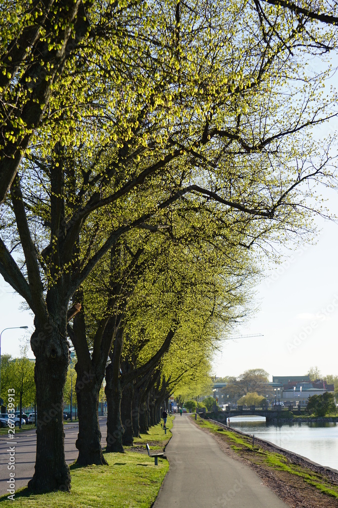 Fototapeta premium autumn in the park