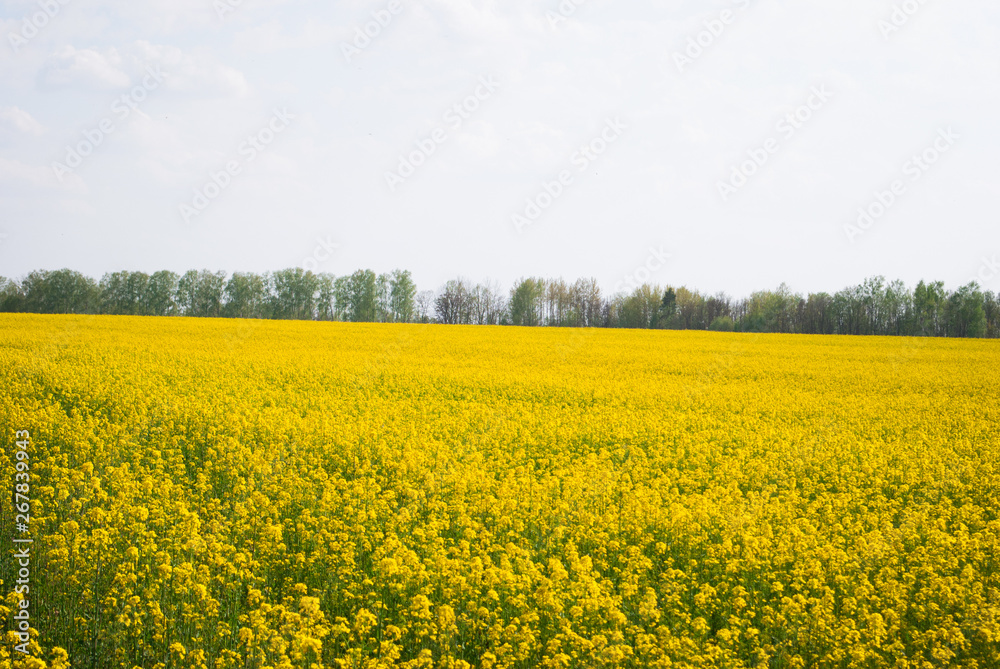 Yellow field rapeseed in bloom