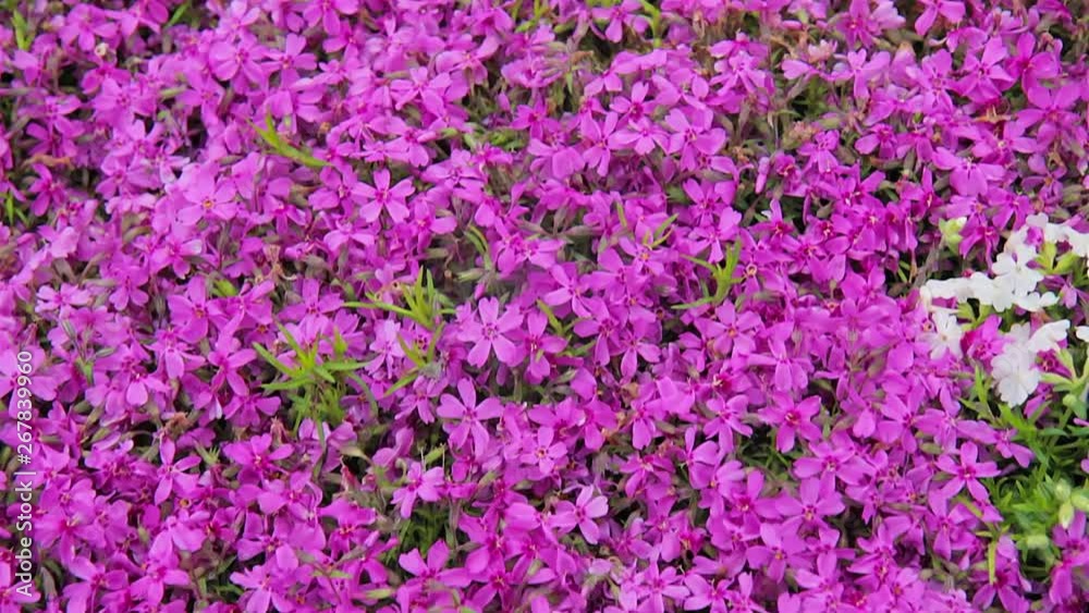 field of purple flowers. pink garden flowers field of purple flowers. pink garden flowers