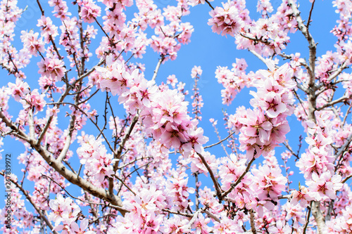 almond blossom on background of blue sky