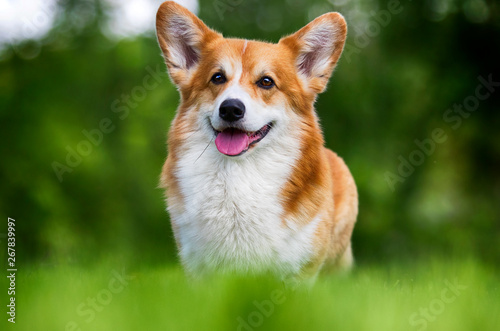 welsh corgi dog standing in green grass