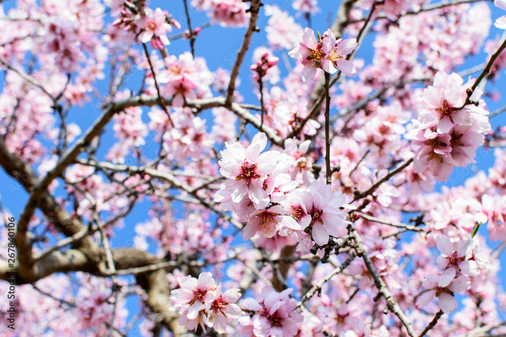 Branch of blooming almond in spring. Branch of blooming almond in spring.