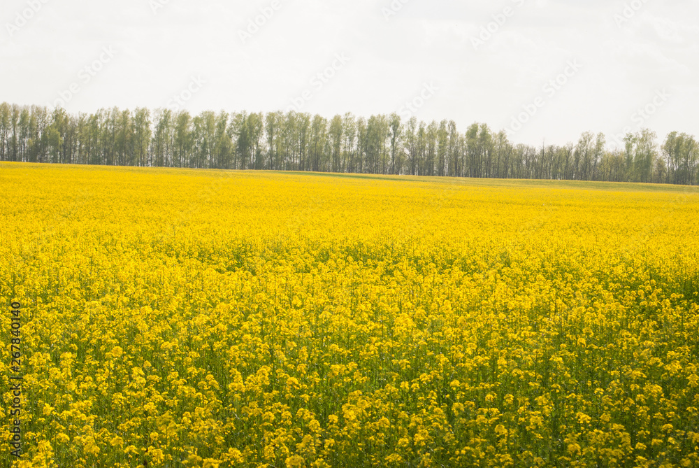 Yellow field rapeseed in bloom