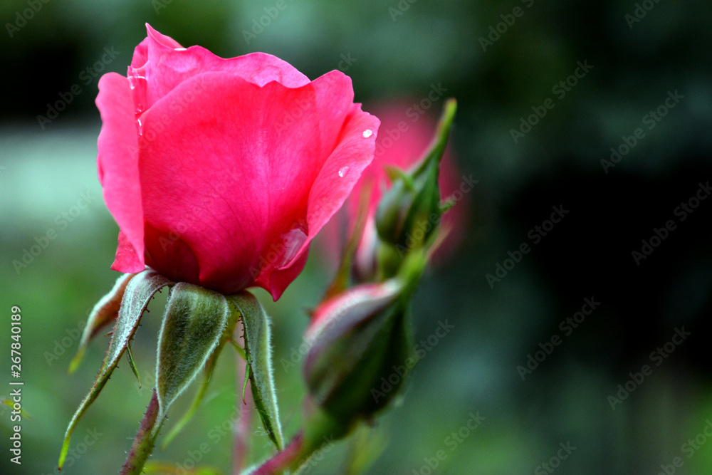 Beautiful pink rose flower in the garden Beautiful pink rose flower in the garden