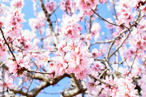 Almond blossoms closeup