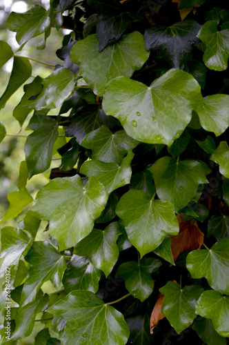 Hedera or Ivy with rain droplets.