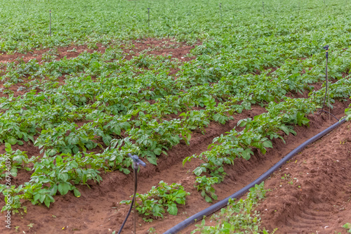 View of agricultural field with potato cultivation, organic farming