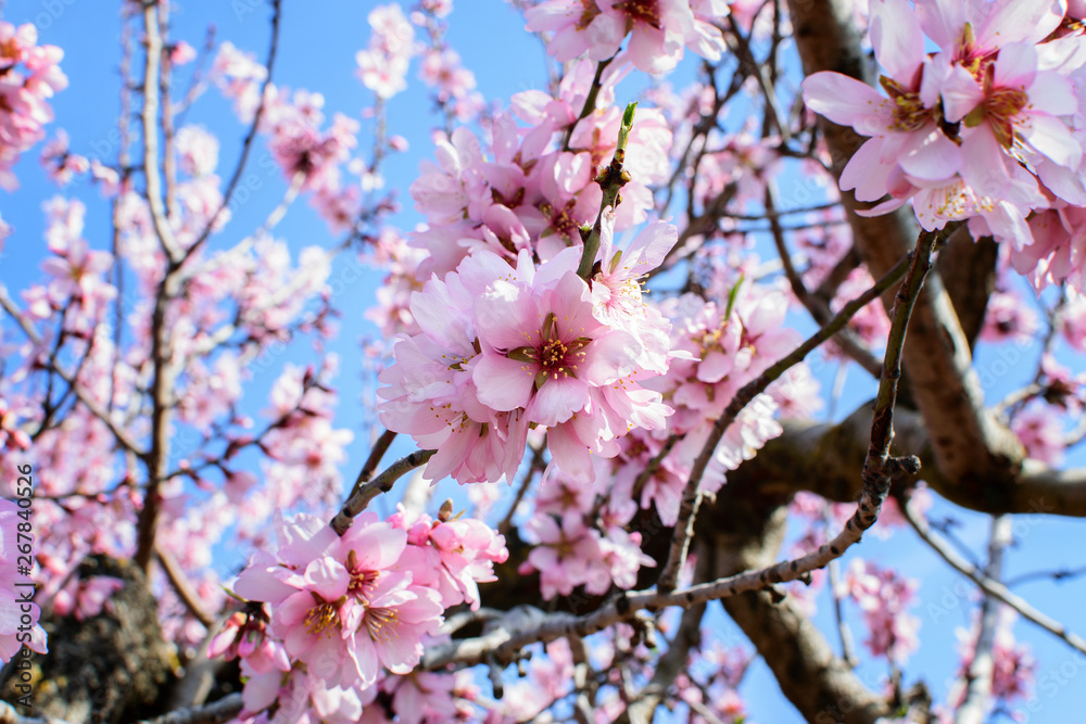 Blooming almond branch closeup Blooming almond branch closeup