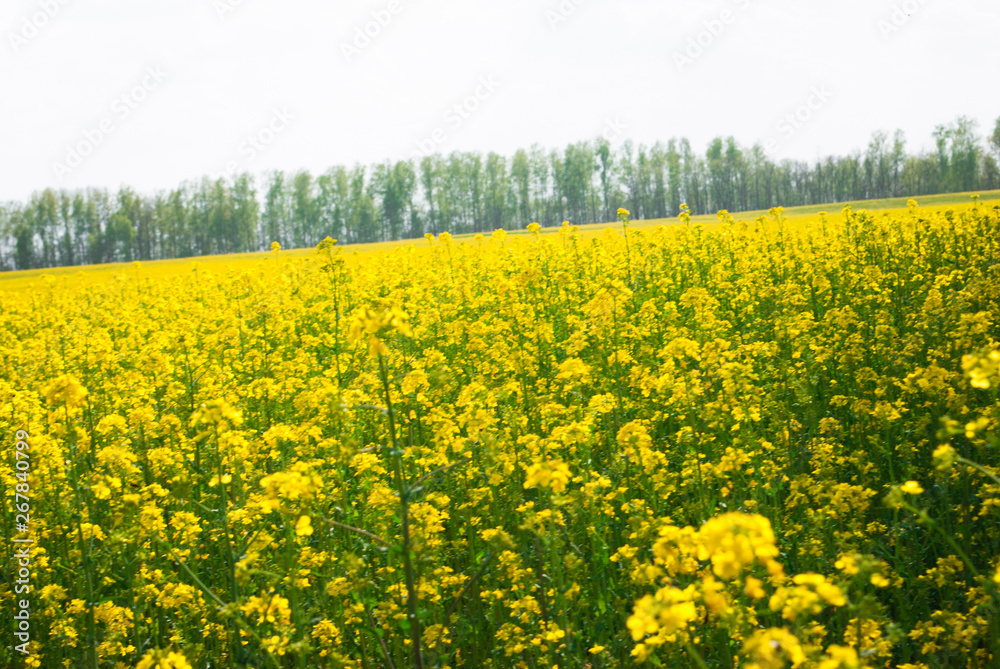 Yellow field rapeseed in bloom Yellow field rapeseed in bloom
