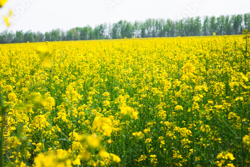 Yellow field rapeseed in bloom © writerfantast