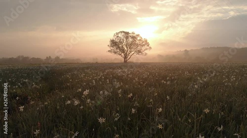 Aerial view of Amazing foggy sunrise over the field of beautiful yellow wild daffodils with a lonely tree