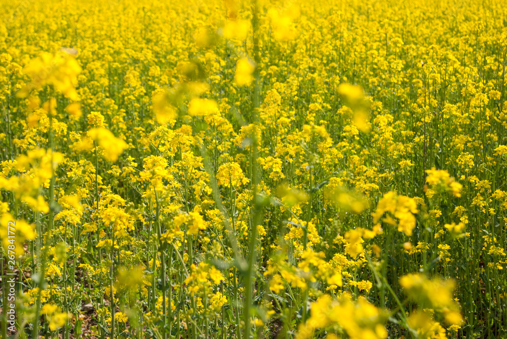 Obraz premium Yellow field rapeseed in bloom